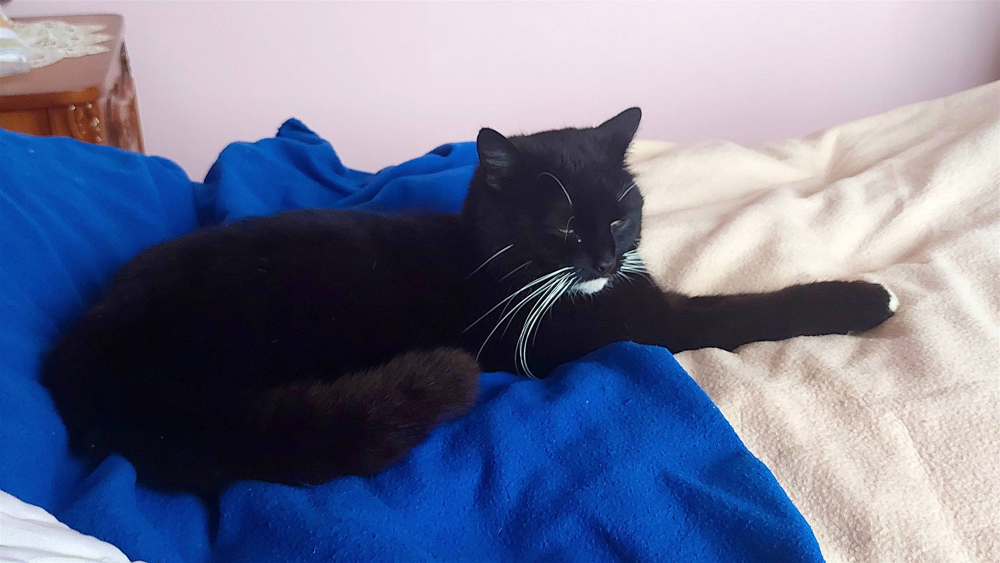 Tomy a rejoint le concours — aidez-le/la à gagner de superbes lots ! azure, bed, bedding, black_cat, bombay, carnivore, cat, comfort, domestic_short_haired_cat, electric_blue, felidae, fur, grey, linens, mammal, small_to_medium_sized_cats, snout, tail, vertebrate, whiskers