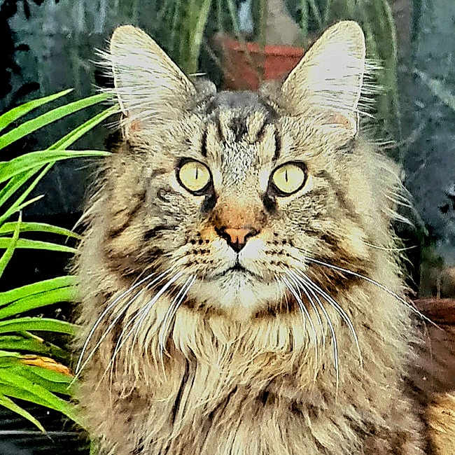 Radjah
