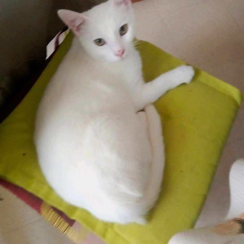 Urbix participe au concours pour gagner de l'argent avec cette photo : abyssinian, angora, animal, art, blanket, cat, chair, cushion, egyptiancat, furniture, homedecor, kitten, linen, manx, pet, pillow, porcelain, pottery, siamese, white