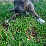 puppy, dog, grass, outdoor, tree, nature, pet, animal, young, ears, snout, greenery, playful, curious, canine, summer, sunlight, field, closeup, resting