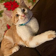 Ollie is registered to the contest to win money with this photo: background, bell, cat, close_up, collar, couch, cozy, curious, domestic_animal, feline, furniture, ginger_cat, holiday, indoor, paw, pet, portrait, relaxed, whiskers, white_cat