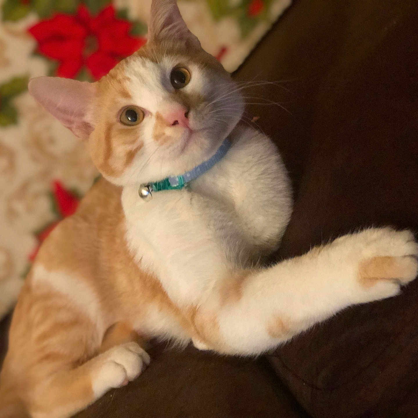 Ollie is registered to the contest to win money with this photo: background, bell, cat, close_up, collar, couch, cozy, curious, domestic_animal, feline, furniture, ginger_cat, holiday, indoor, paw, pet, portrait, relaxed, whiskers, white_cat