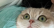 Leia joined the competition — help win amazing prizes! cat, cats, kitten, fluffy, wide_eyed, green_eyes, whiskers, pink_nose, fur, pet, animal, close_up, portrait, indoor, bed, blanket, bedding, cozy, black_cat, staring