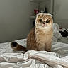 Leia joined the competition — help win amazing prizes! cat, fluffy, golden, sitting, bed, bedroom, white_bedding, portrait, pet, animal, green_eyes, folded_ears, whiskers, tail, fur, indoors, home, shelves, cozy, funny