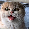 Leia joined the competition — help win amazing prizes! cat, animal, pet, fluffy, fur, gray_and_white, folded_ears, round_face, green_eyes, open_mouth, teeth, whiskers, pink_nose, close_up, portrait, indoors, couch, blanket, funny_expression, looking_at_camera
