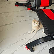Leia joined the competition — help win amazing prizes! cat, kitten, pet, animal, face, eyes, wide_eyed, sitting, indoor, home, gym, exercise_bench, fitness_equipment, marble_floor, books, furniture, red, black, curious, photography