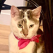 Tequila a rejoint le concours — aidez-le/la à gagner de superbes lots ! cat, bow_tie, pet, animal, indoor, furniture, wooden_floor, close_up, cute, domestic_cat, white_and_gray, portrait, face, whiskers, ears, focused, sitting, decor, pink, soft_lighting