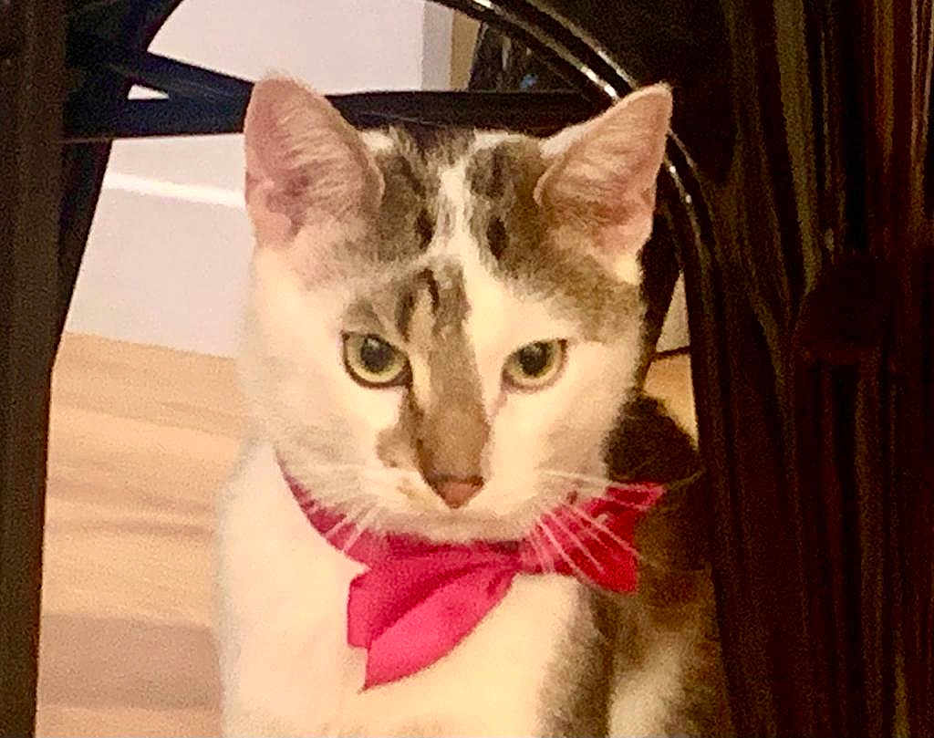 Tequila a rejoint le concours — aidez-le/la à gagner de superbes lots ! cat, bow_tie, pet, animal, indoor, furniture, wooden_floor, close_up, cute, domestic_cat, white_and_gray, portrait, face, whiskers, ears, focused, sitting, decor, pink, soft_lighting