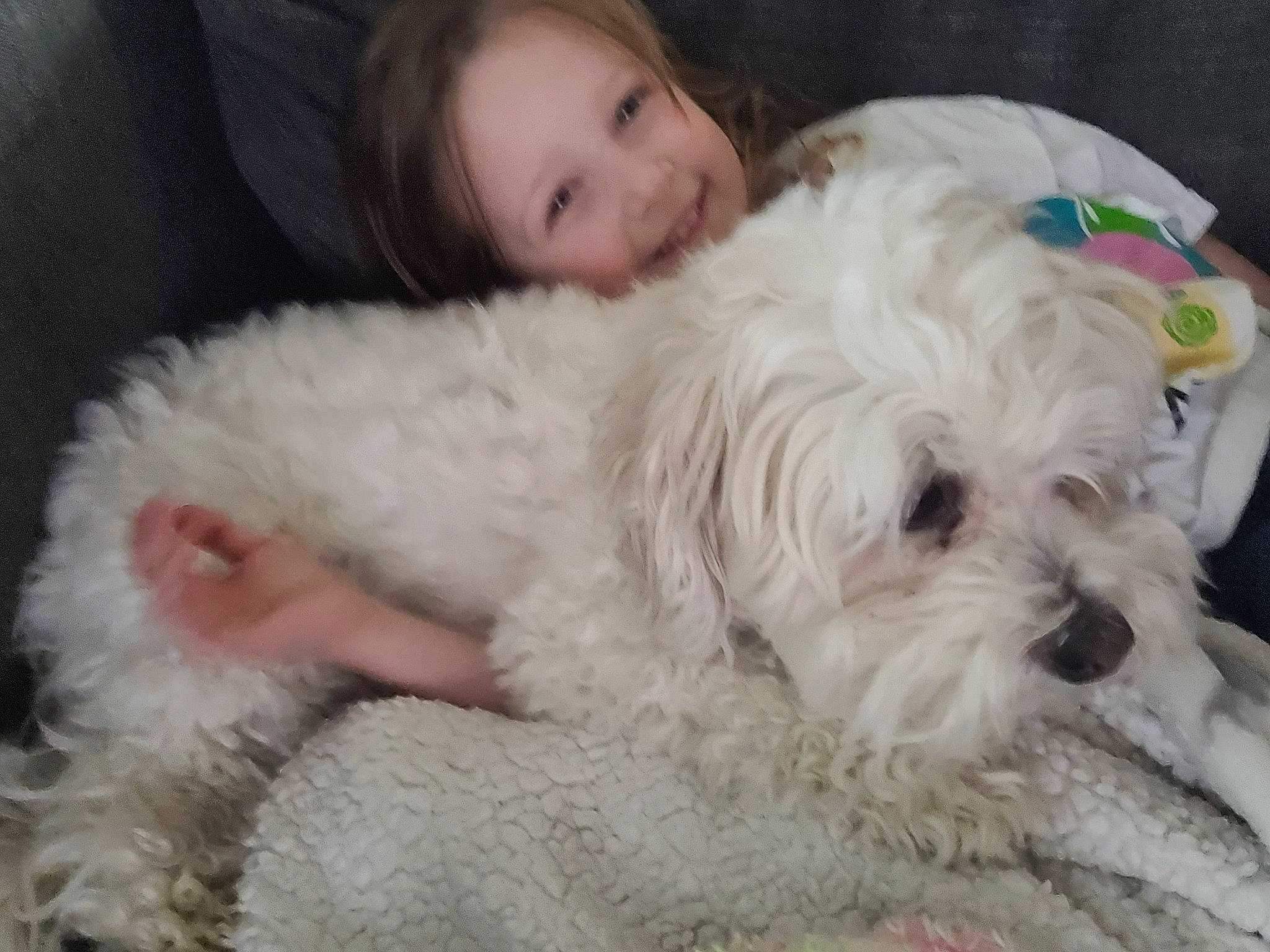 Charleigh joined the competition — help win amazing prizes! canidae, carnivore, comfort, companion_dog, dog, dog_breed, eye, fur, hair, head, joy, person, shih_poo, small_terrier, smile, snout, sporting_group, terrier, toddler, toy_dog