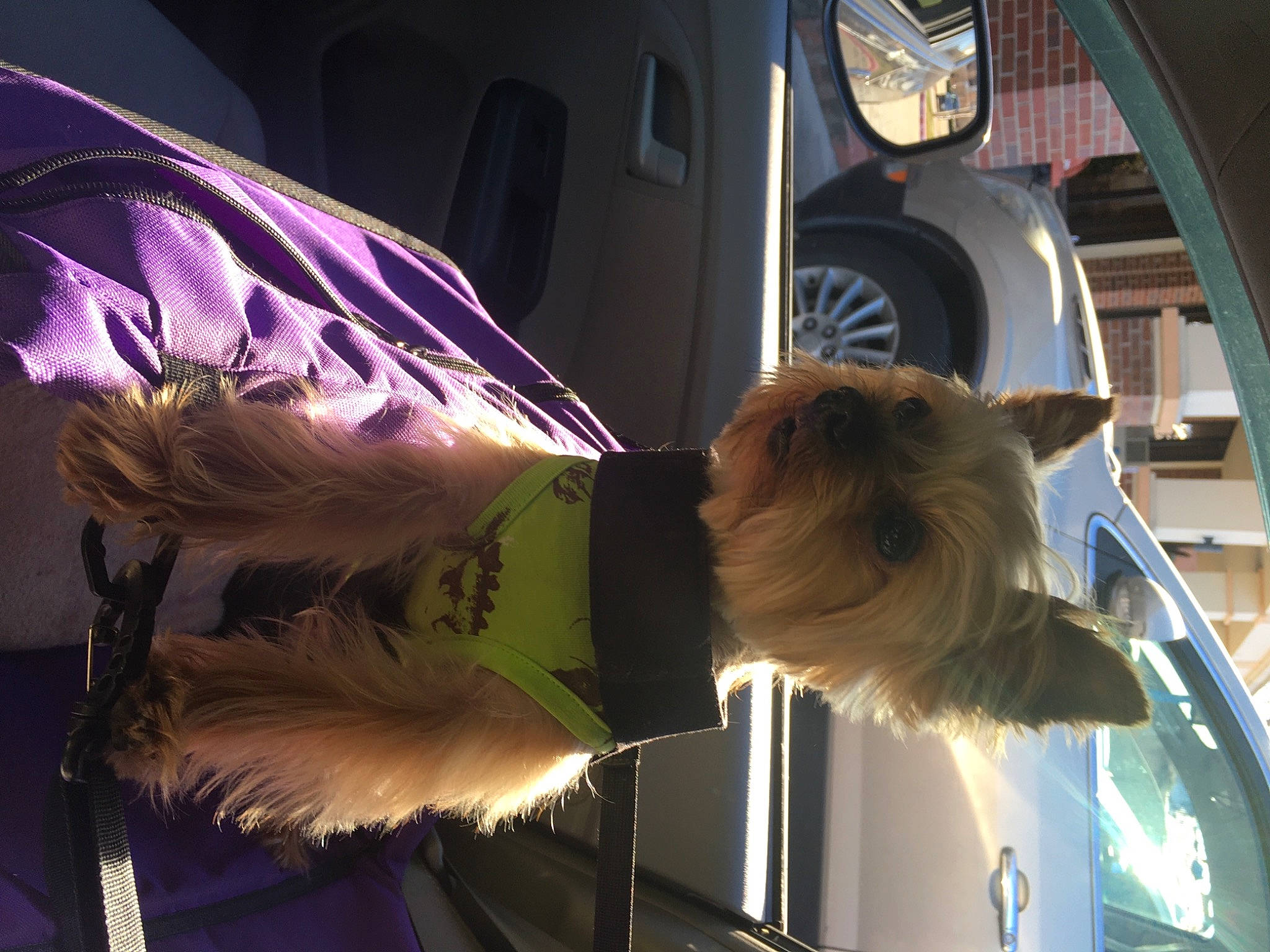 Aiden is registered to the contest to win money with this photo: auto_part, automotive_design, automotive_exterior, automotive_lighting, car, carnivore, companion_dog, dog, dog_breed, electric_blue, event, hood, light, line, motor_vehicle, snout, tints_and_shades, vehicle, vehicle_door, window