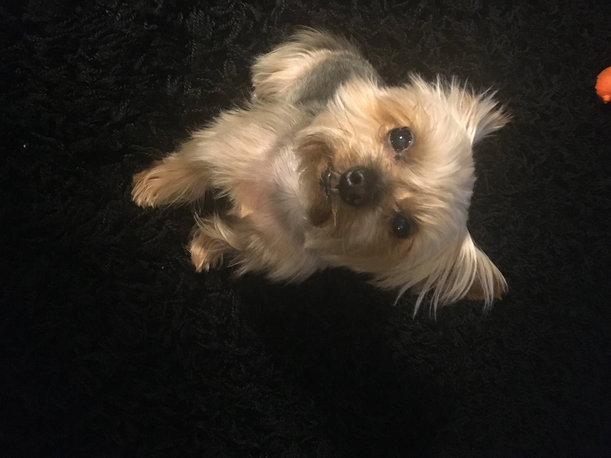 Aiden is registered to the contest to win money with this photo: biewer_terrier, canidae, carnivore, companion_dog, darkness, dog, dog_breed, maltepoo, non_sporting_group, puppy, small_terrier, snout, sporting_group, terrier, toy_dog, water_dog, working_animal