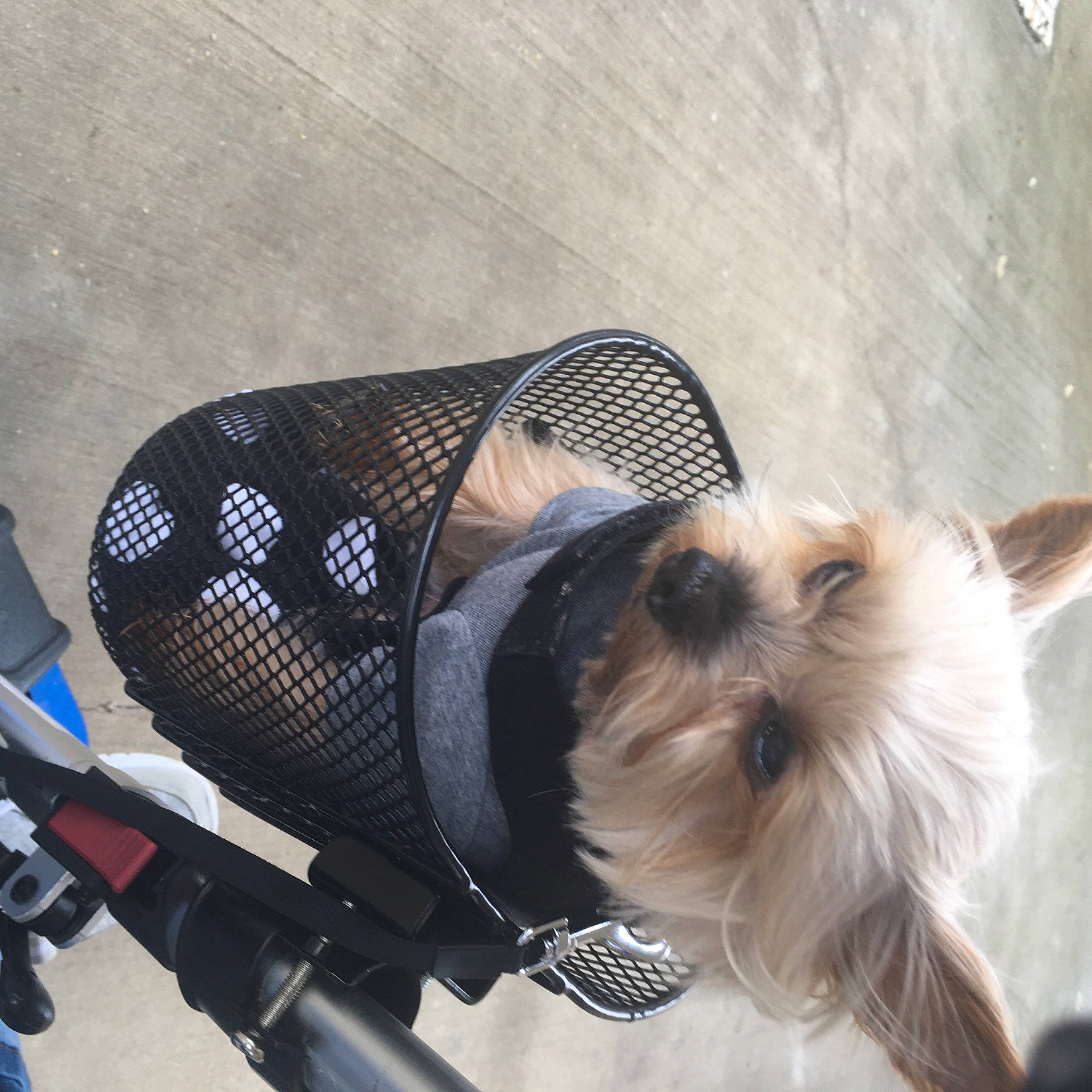 Aiden joined the competition — help win amazing prizes! camera, cameras_optics, carnivore, collar, companion_dog, dog, dog_breed, dog_supply, electric_blue, eyewear, fawn, fur, personal_protective_equipment, pet_supply, small_terrier, snout, sporting_group, terrier, toy_dog, working_animal