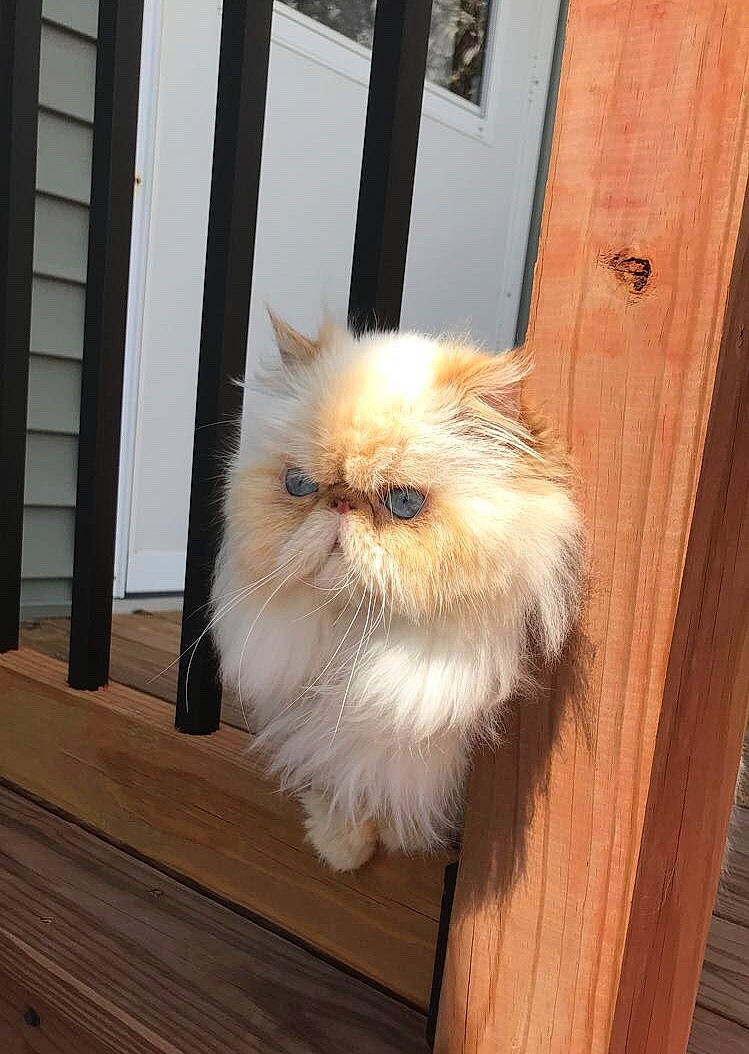 Hattie joined the competition — help win amazing prizes! asian_semi_longhair, carnivore, cat, domestic_long_haired_cat, eye, fawn, felidae, fur, hardwood, himalayan, mammal, persian, small_to_medium_sized_cats, tail, whiskers, window, wood