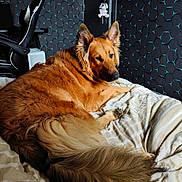 Ades participe au concours pour gagner de l'argent avec cette photo : bed, blanket, brown_fur, comfort, decor, dog, ear, face, fluffy, furniture, household, indoor, lighting, modern, pattern, pet, relaxing, resting, tail, wall