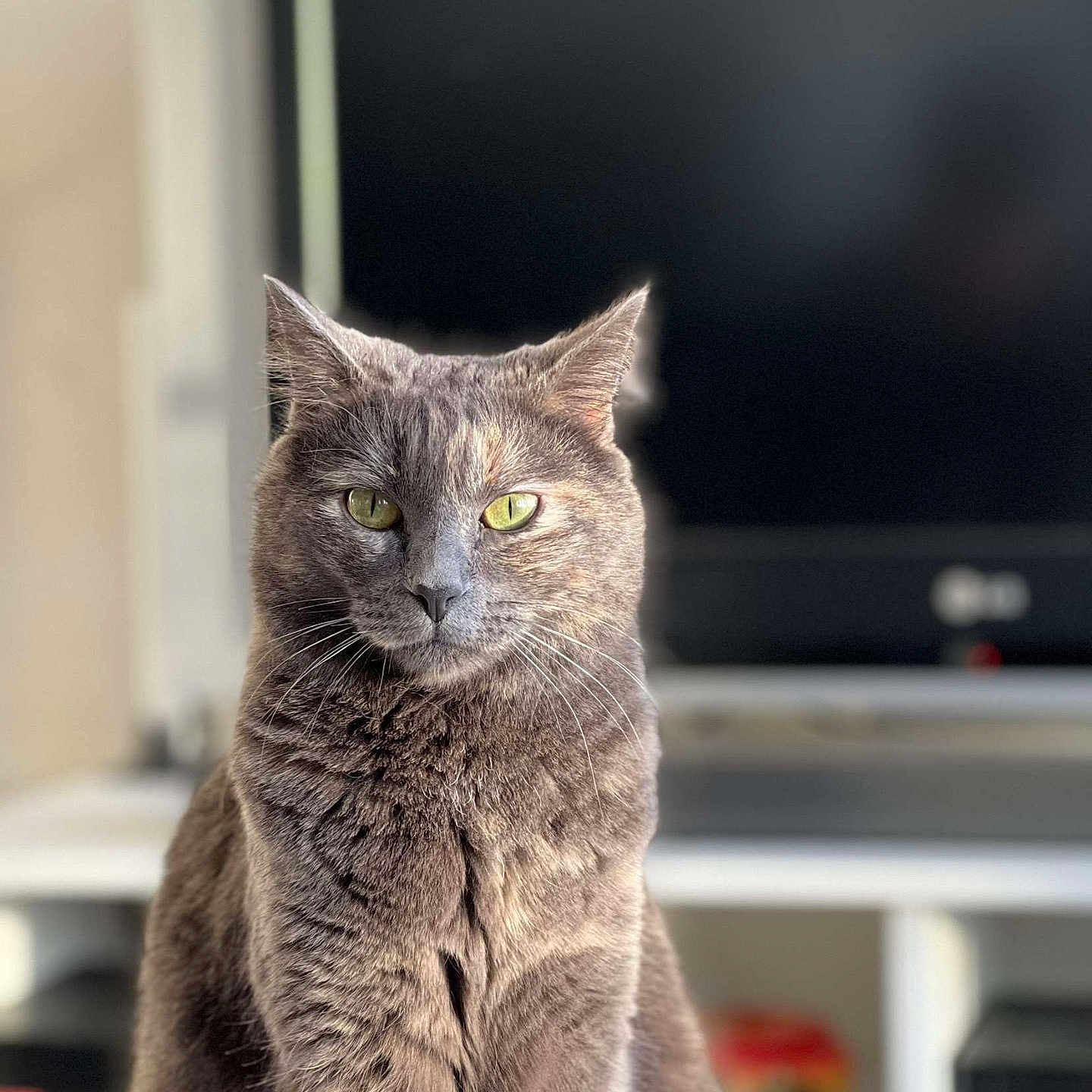 Perle participe au concours pour gagner de l'argent avec cette photo : cat, gray_cat, pet, feline, sitting, upright, green_eyes, whiskers, ears, fur, portrait, indoor, home, living_room, television, shelf, soft_light, centered, closeup, alert