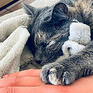 Perle a rejoint le concours — aidez-le/la à gagner de superbes lots ! cat, gray_cat, sleeping, sleepy, pet, animal, whiskers, paws, claws, fur, close_up, portrait, cozy, blanket, soft, hand, indoor, relaxed, cute, nap