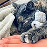 animal, blanket, cat, claws, close_up, cozy, cute, fur, gray_cat, hand, indoor, nap, paws, pet, portrait, relaxed, sleeping, sleepy, soft, whiskers