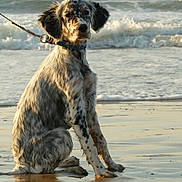 Brume participe au concours pour gagner de l'argent avec cette photo : dog, beach, ocean, seashore, waves, water, sand, wet_sand, reflection, leash, collar, sitting, long_ears, spotted_fur, wet_fur, outdoor, portrait, sunlight, shoreline, animal