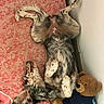 Brume participe au concours pour gagner de l'argent avec cette photo : dog, small_dog, shaggy_dog, lying_down, upside_down, sleeping, paws_up, belly, fur, black_and_white, brown, pink_blanket, paw_prints, teddy_bear, stuffed_animal, bed, indoor, cozy, cute, funny_pose