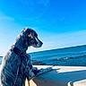 dog, pet, long_hair, profile, sitting, seaside, ocean, sea, coast, blue_sky, water, outdoors, daylight, collar, leash, patterned_collar, balcony, concrete, shadow, travel