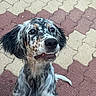 Brume a rejoint le concours — aidez-le/la à gagner de superbes lots ! dog, puppy, speckled_coat, floppy_ears, happy, smiling, sitting, portrait, close_up, outdoor, pavement, brick_pattern, colorful_ground, pet, animal, canine, brown, black, white, funny