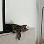 Jay a rejoint le concours — aidez-le/la à gagner de superbes lots ! animal, beige, cat, couch, cozy, domestic, feline, fur, furniture, home, indoor, lazy, lounging, neutral, paw, pet, relaxed, resting, striped, tabby