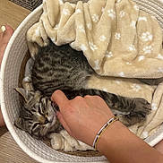 Jay participe au concours pour gagner de l'argent avec cette photo : animal, basket, blanket, bracelet, cat, cozy, domestic_animal, floor, fur, furniture, hand, indoor, kitten, paw, pet, relaxing, resting, scratching, tabby, wooden_floor