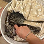 animal, basket, blanket, bracelet, cat, cozy, domestic_animal, floor, fur, furniture, hand, indoor, kitten, paw, pet, relaxing, resting, scratching, tabby, wooden_floor