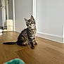 Jay a rejoint le concours — aidez-le/la à gagner de superbes lots ! animal, blurred_background, cat, curious, cute, domestic, feline, floor, head_tilt, household, indoor, kitten, pet, playful, sitting, striped_fur, tabby, toy, wooden_floor, young