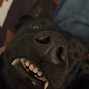 Chumba joined the competition — help win amazing prizes! animal, black_dog, canine, close_range, close_up, cute, dog, expression, funny, fur, grin, indoor, laying_down, mouth, nose, pet, portrait, snout, teeth, whiskers