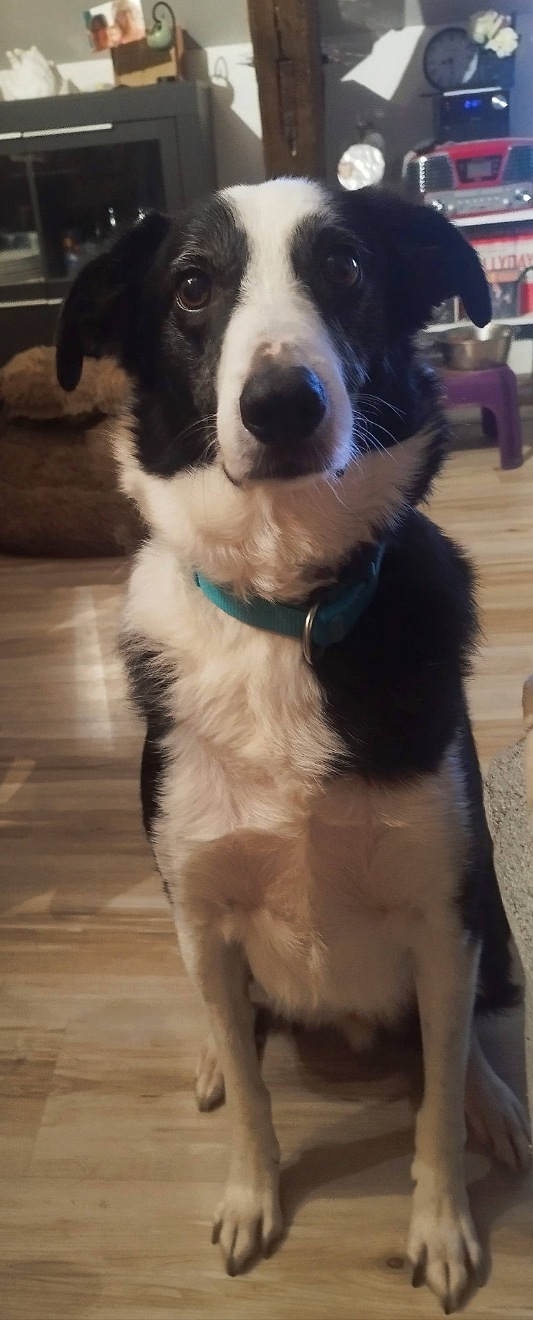 Rex