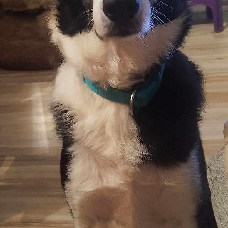 Rex
