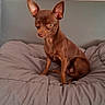 Willow participe au concours pour gagner de l'argent avec cette photo : alert, animal, bed, bedroom, blanket, brown_dog, canine, chihuahua, cushion, dog, home, indoors, pet, photography, portrait, relaxed, short_hair, sitting, small_dog, upright_ears