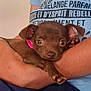 puppy, dog, brown_dog, small_dog, pet, collar, human_arm, holding, close_up, cute, animal, indoor, person, shirt, text_on_shirt, face, ears, eyes, nose, paw