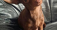 Willow a rejoint le concours — aidez-le/la à gagner de superbes lots ! alert, animal, brown_dog, canine, close_up, companion, curious, cute, dog, domestic_animal, ears, friendly, fur, head_tilt, indoor, leather_couch, paw, pet, sitting, small_dog
