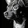 alert, animal, black_and_white, canine, close_up, dark_background, dog, dramatic_lighting, gazing, high_contrast, large_eyes, nose, pet, photography, pointy_ears, portrait, puppy, short_hair, sitting, whiskers