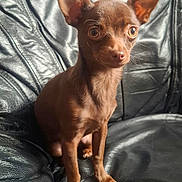 Willow participe au concours pour gagner de l'argent avec cette photo : animal, brown_dog, canine, chair, cute, dog, domestic_animal, ears, eyes, fur, home, indoor, leather_couch, looking, pet, portrait, puppy, sitting, small_dog, young