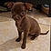 Willow