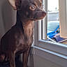 Willow participe au concours pour gagner de l'argent avec cette photo : alert, animal, blue_car, brown_dog, daylight, dog, home, indoors, outdoors, pet, pointed_ears, portrait, short_hair, sitting, small_dog, street, vertical_photo, watching_outside, window, window_sill