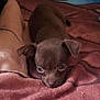 Willow a rejoint le concours — aidez-le/la à gagner de superbes lots ! animal, blanket, brown, closeup, comfort, cozy, cute, dog, ears, fur, indoors, lying_down, pet, puppy, resting, sleepy, small, snout, soft, young