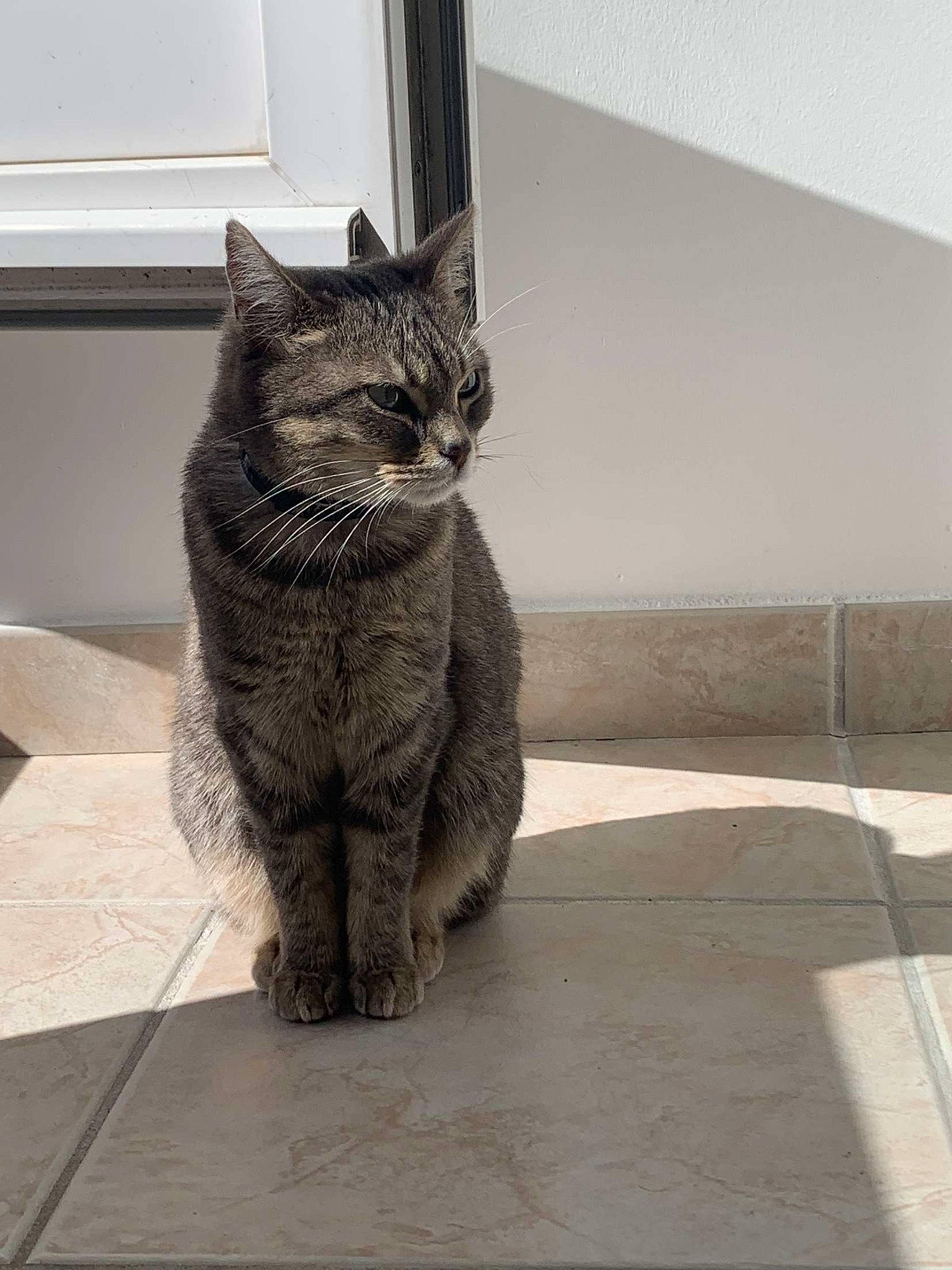 Kira a rejoint le concours — aidez-le/la à gagner de superbes lots ! automotive_tire, carnivore, cat, claw, domestic_short_haired_cat, door, felidae, flooring, fur, grey, monochrome_photography, paw, sitting, small_to_medium_sized_cats, snout, tail, terrestrial_animal, whiskers, window, wood