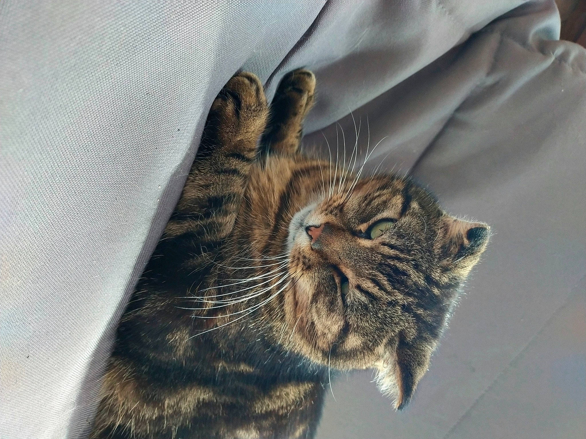 Titi participe au concours pour gagner de l'argent avec cette photo : big_cats, carnivore, cat, claw, comfort, domestic_short_haired_cat, felidae, fur, grey, pattern, paw, sleeve, small_to_medium_sized_cats, snout, tail, terrestrial_animal, watch, whiskers, wildlife