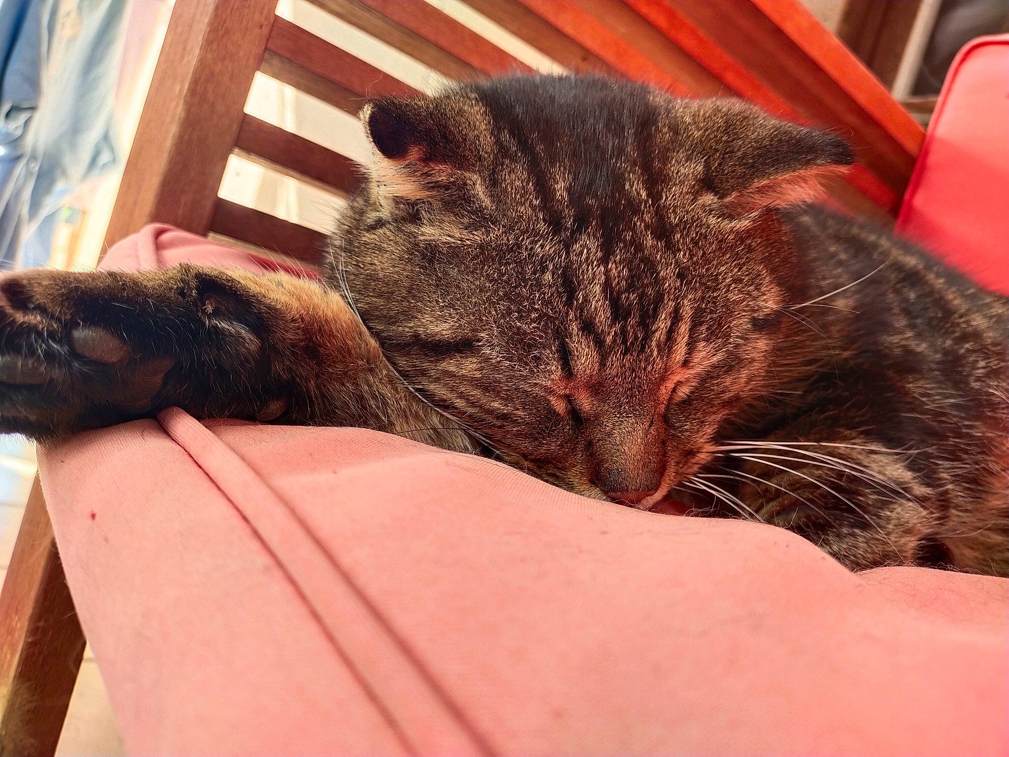 Titi a rejoint le concours — aidez-le/la à gagner de superbes lots ! carnivore, cat, cat_bed, claw, comfort, domestic_short_haired_cat, fawn, felidae, fur, human_leg, mammal, nap, paw, sleep, small_to_medium_sized_cats, snout, tail, terrestrial_animal, whiskers, wood