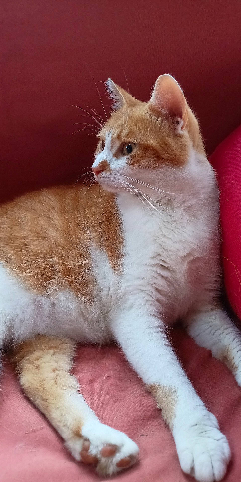 Rouki a rejoint le concours — aidez-le/la à gagner de superbes lots ! carnivore, cat, claw, domestic_short_haired_cat, fawn, felidae, foot, fur, paw, sitting, small_to_medium_sized_cats, snout, tail, whiskers, window, wood