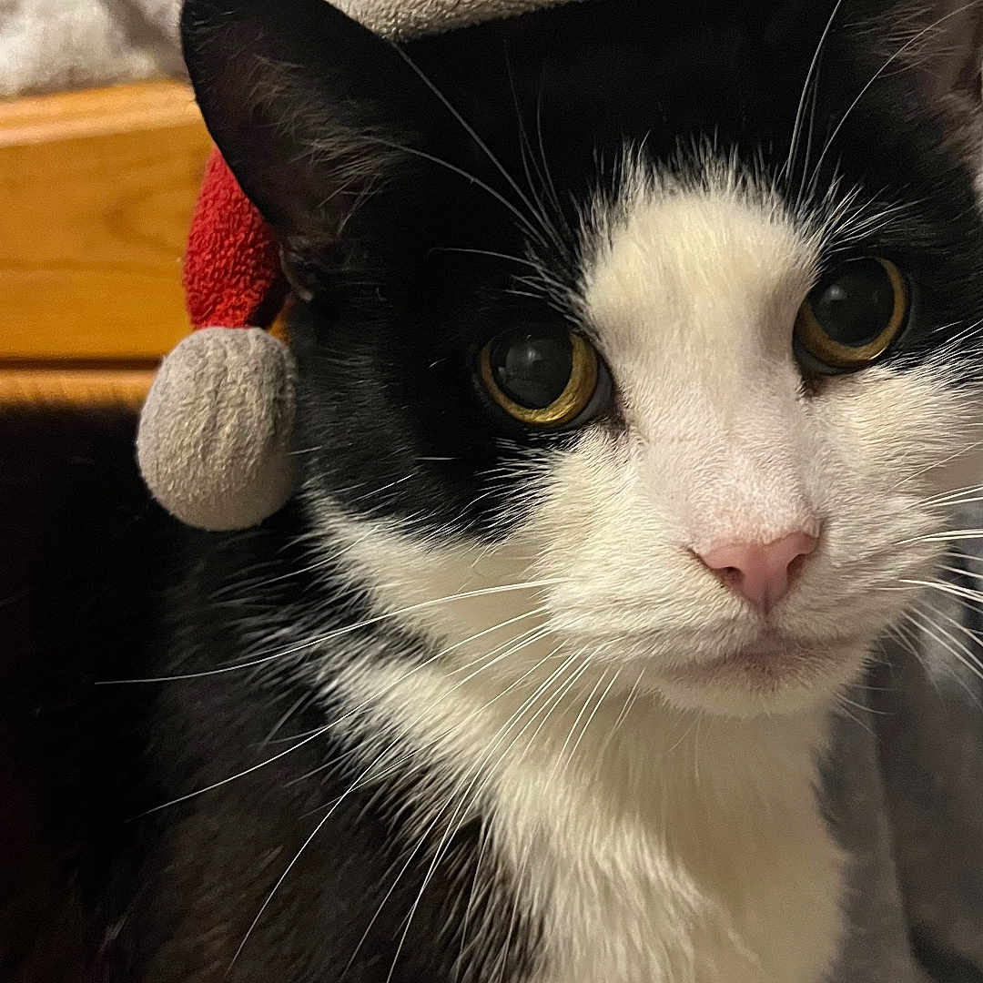 Simba joined the competition — help win amazing prizes! abyssinian, angora, animal, beanie, blanket, cap, cat, clothing, couch, furniture, hat, hoodie, indoors, kitten, knitwear, manx, pet, sweater, sweatshirt, towel
