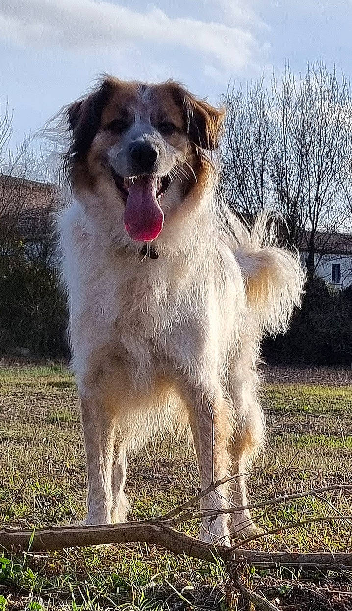 Sanka participe au concours pour gagner de l'argent avec cette photo : canidae, carnivore, cloud, collar, companion_dog, dog, dog_breed, fang, grass, gun_dog, happy, plant, sky, snout, sporting_group, tree, whiskers, working_animal, working_dog