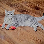Loki is registered to the contest to win money with this photo: cat, gray_tabby, pet, toy, fish_toy, wooden_floor, indoor, feline, relaxed, lying_down, claws_out, alert_eyes, animal, domestic_cat, cute, playful, resting, flooring, fur, whiskers