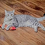 cat, gray_tabby, pet, toy, fish_toy, wooden_floor, indoor, feline, relaxed, lying_down, claws_out, alert_eyes, animal, domestic_cat, cute, playful, resting, flooring, fur, whiskers