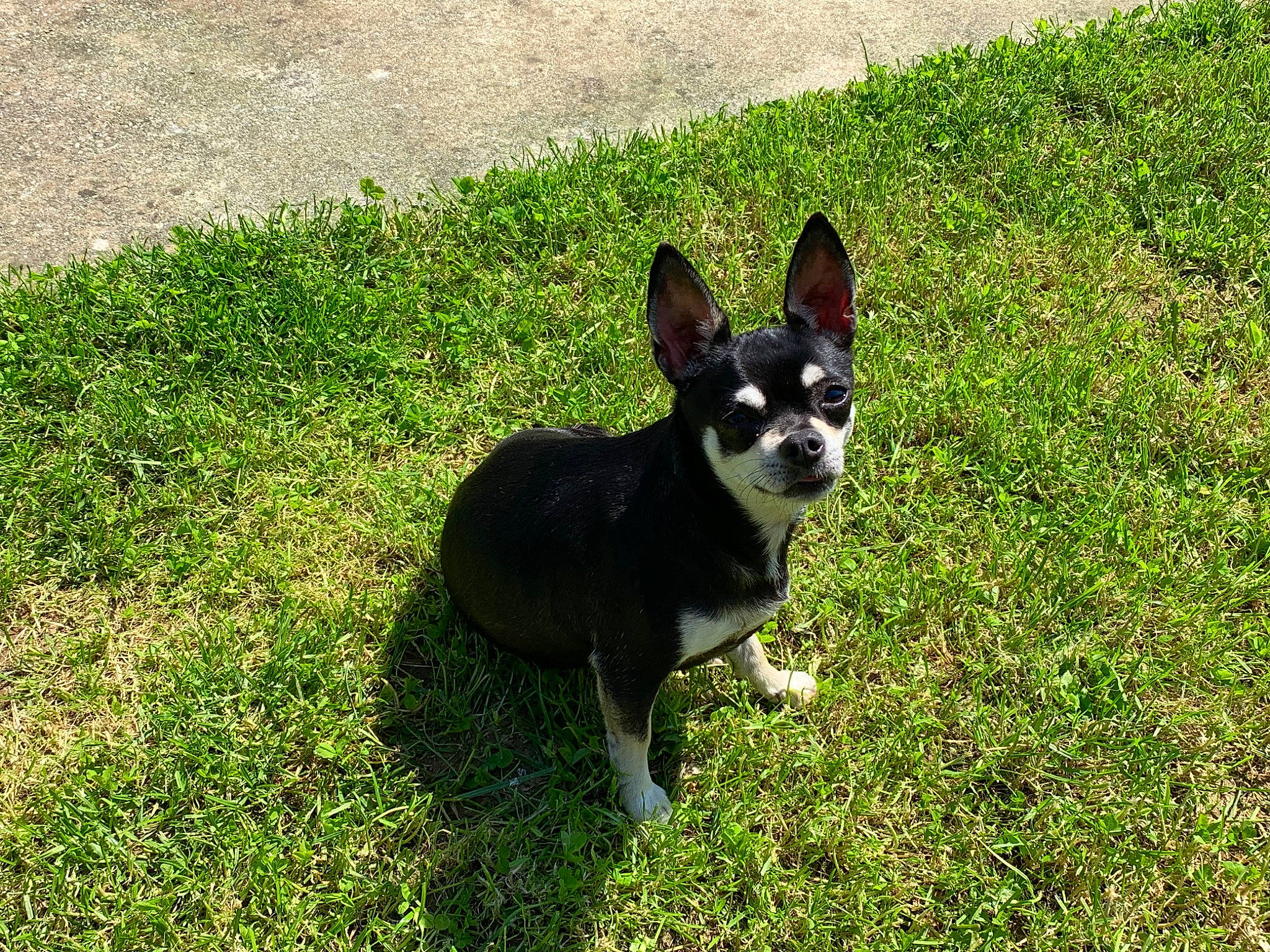 Iris participe au concours pour gagner de l'argent avec cette photo : canidae, carmine, carnivore, companion_dog, corgi_chihuahua, dog, dog_breed, dog_supply, fawn, grass, non_sporting_group, plant, snout, sporting_group, tail, terrestrial_animal, toy_dog, working_animal, working_dog