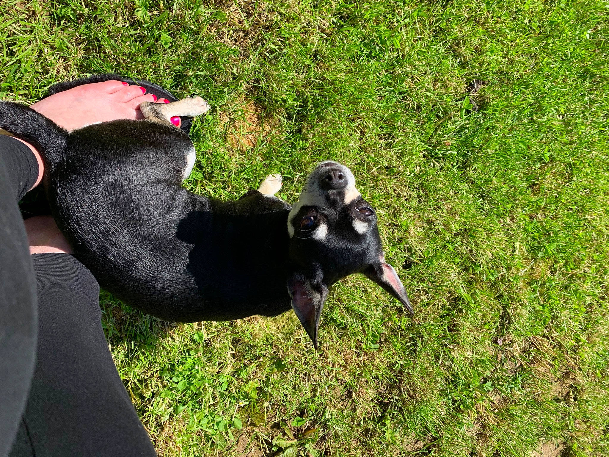 Iris participe au concours pour gagner de l'argent avec cette photo : canidae, carnivore, companion_dog, dog, dog_breed, fur, grass, grassland, groundcover, guard_dog, lawn, pasture, plant, recreation, snout, sporting_group, tail, terrestrial_animal, wildlife, working_animal